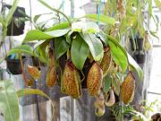 Nepenthes tobaica x ampullaria